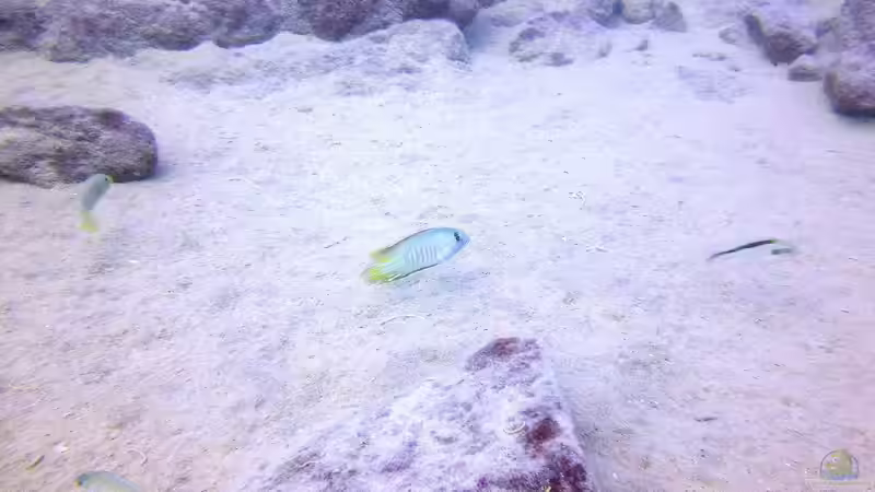 Pflanzen im Aquarium Lake Malawi Cichlids von Florian Bandhauer (16)