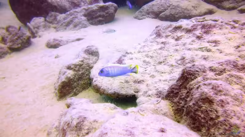 Pflanzen im Aquarium Lake Malawi Cichlids von Florian Bandhauer (17)