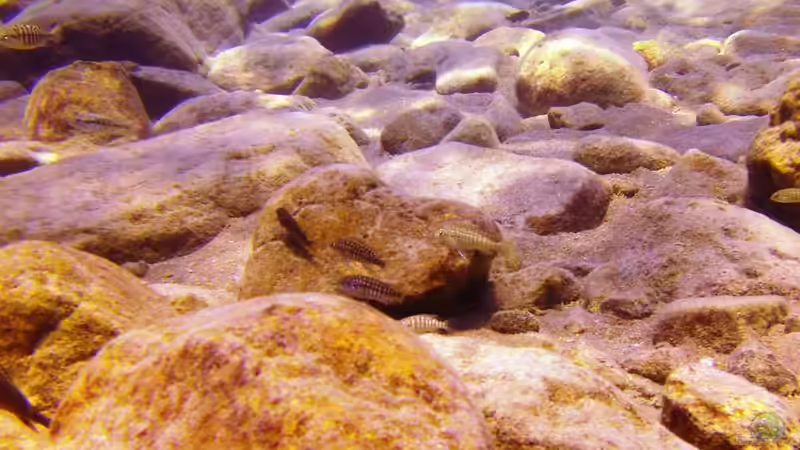 Pflanzen im Aquarium Lake Malawi Cichlids von Florian Bandhauer (19)