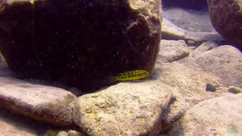 Pflanzen im Aquarium Lake Malawi Cichlids von Florian Bandhauer (20)