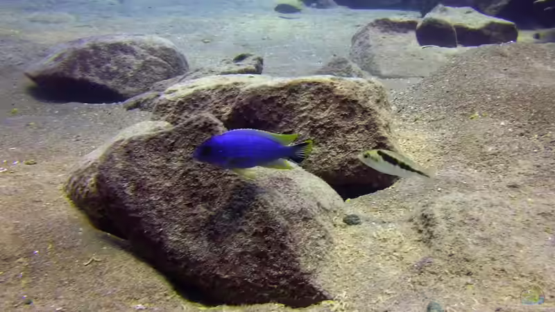 Pflanzen im Aquarium Lake Malawi Cichlids von Florian Bandhauer (22)