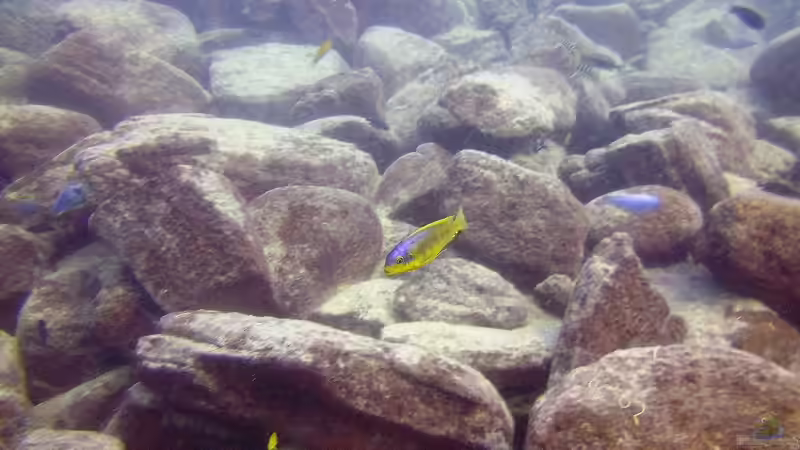 Pflanzen im Aquarium Lake Malawi Cichlids von Florian Bandhauer (23)