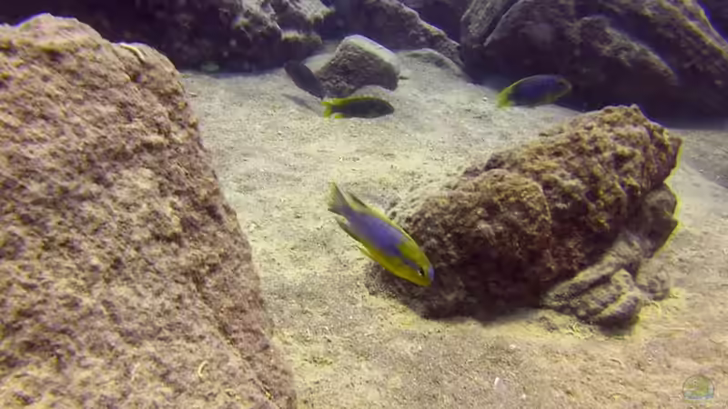 Pflanzen im Aquarium Lake Malawi Cichlids von Florian Bandhauer (24)