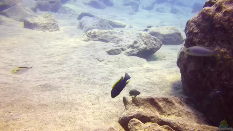 Pflanzen im Aquarium Lake Malawi Cichlids von Florian Bandhauer (27)