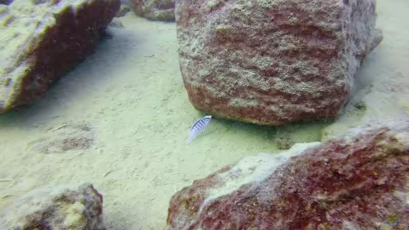 Pflanzen im Aquarium Lake Malawi Cichlids von Florian Bandhauer (28)