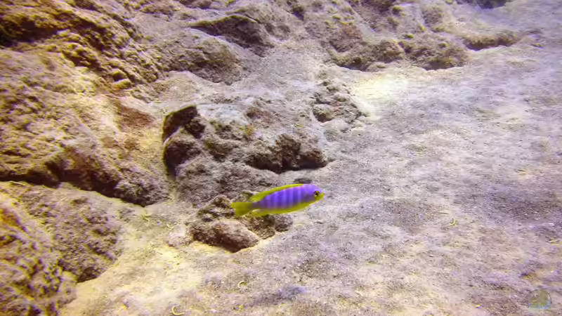 Pflanzen im Aquarium Lake Malawi Cichlids von Florian Bandhauer (31)