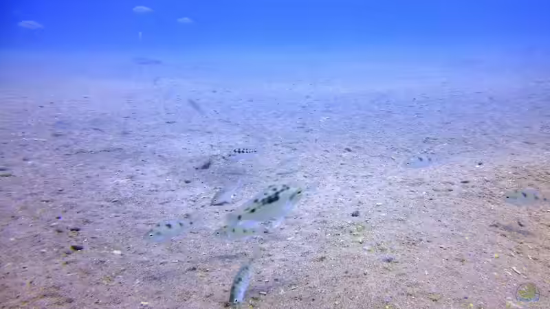 Pflanzen im Aquarium Lake Malawi Cichlids von Florian Bandhauer (33)