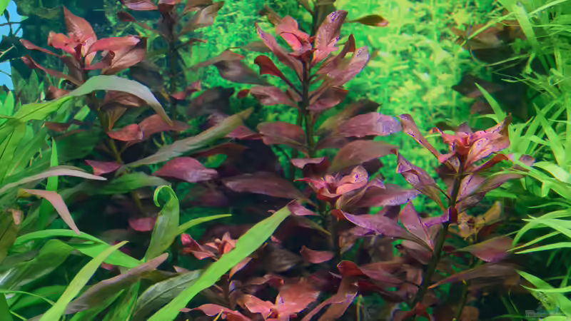 Pflanzen im Aquarium Lampes Gesellschaftsbecken von Herr Lampe (43)