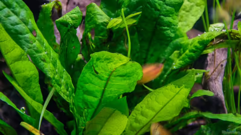 Pflanzen im Aquarium Lampes Gesellschaftsbecken von Herr Lampe (44)