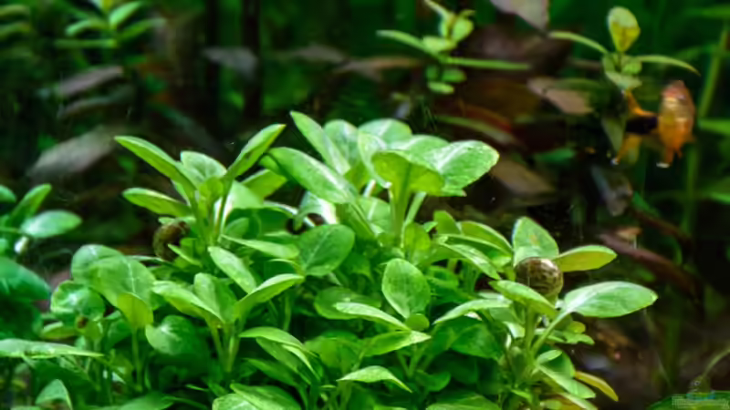 Pflanzen im Aquarium Lampes Gesellschaftsbecken von Herr Lampe (47)