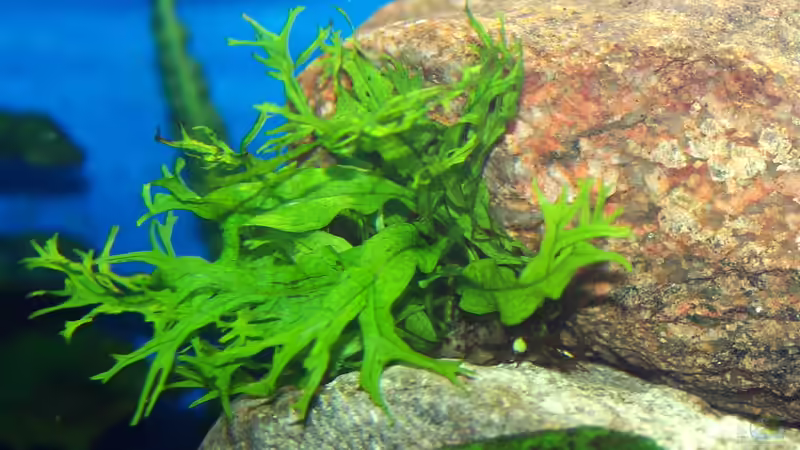 Pflanzen im Aquarium Lampes Malawisee - Saulosi Artenbecken von Hr.Lampe (8)