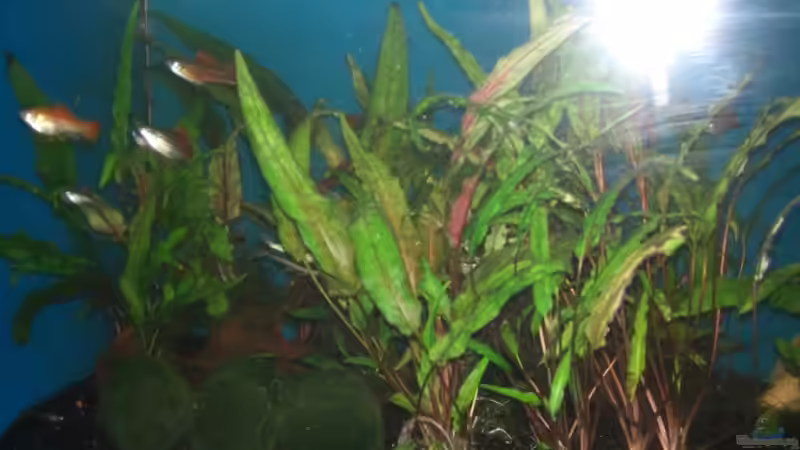 Pflanzen im Aquarium Landschaftsaquarium von DerNürnberger (2)