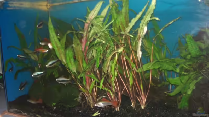 Pflanzen im Aquarium Landschaftsaquarium von DerNürnberger (3)