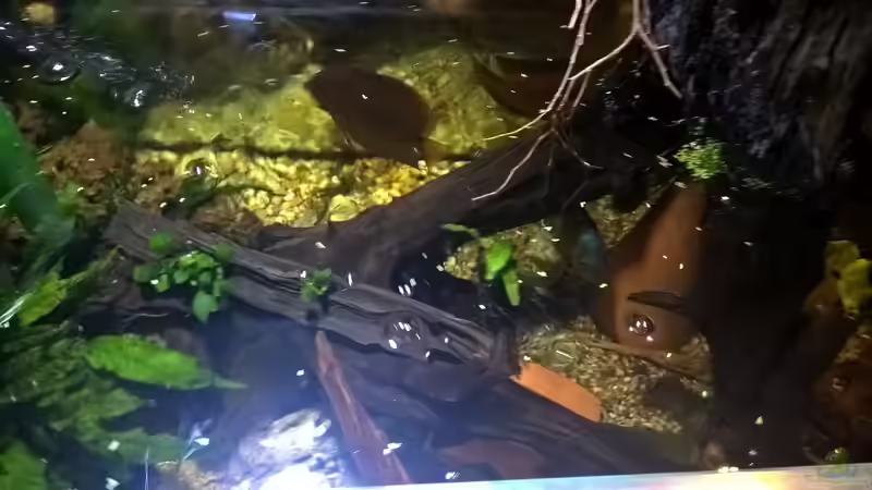 Pflanzen im Aquarium Lars 300l 1. von Lars 300l 1. (12)