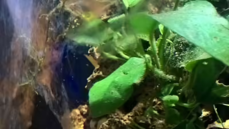 Pflanzen im Aquarium Lars 300l 1. von Lars 300l 1. (14)