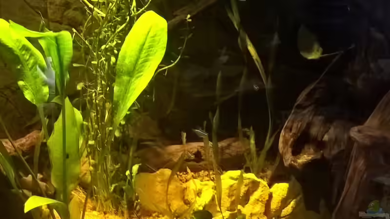Pflanzen im Aquarium Lars 900l von Lars 300l 1. (10)