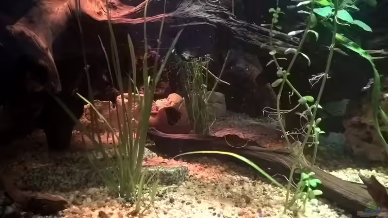 Pflanzen im Aquarium Lars 900l von Lars 300l 1. (13)