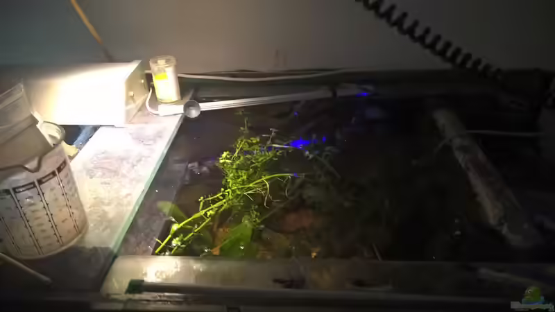 Pflanzen im Aquarium Lars 900l von Lars 300l 1. (14)