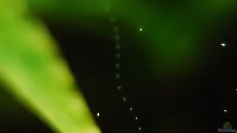 Pflanzen im Aquarium Lavanano von TimTamTellerlein (14)