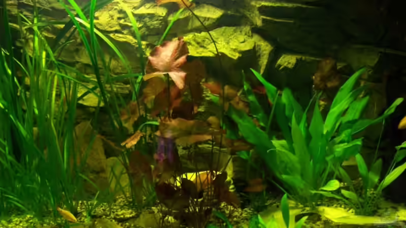 Pflanzen im Aquarium Lebendiges Bild von Silke (17)