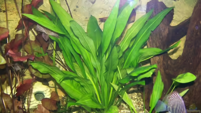Pflanzen im Aquarium Lebendiges Bild von Silke (19)