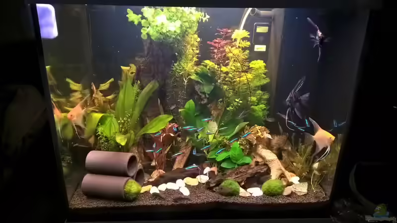 Pflanzen im Aquarium Lido 120 Amazonasgesellschaftsbecken von juweler4567 (8)