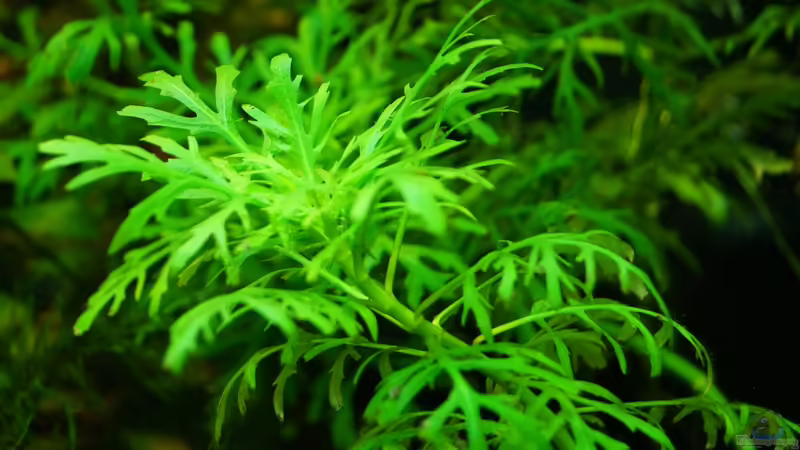 Pflanzen im Aquarium Lido 120 von Guido Seifert (6)