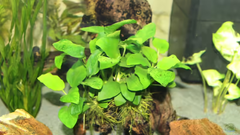 Pflanzen im Aquarium Lido 200 von spektukal (10)