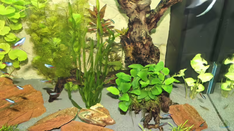 Pflanzen im Aquarium Lido 200 von spektukal (11)