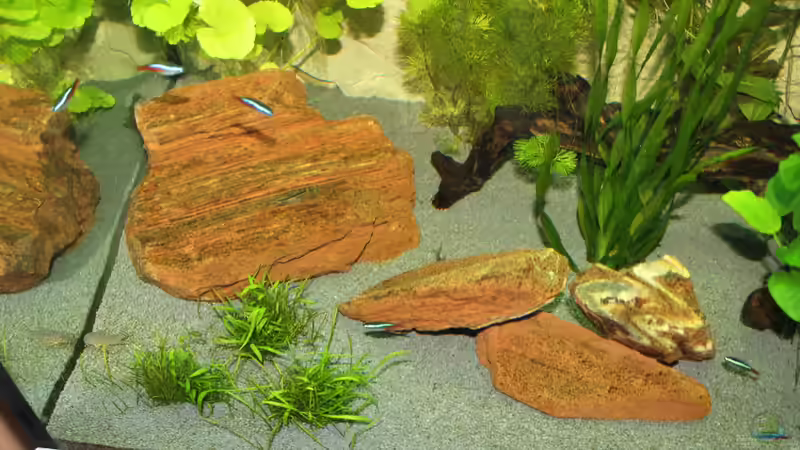 Pflanzen im Aquarium Lido 200 von spektukal (12)