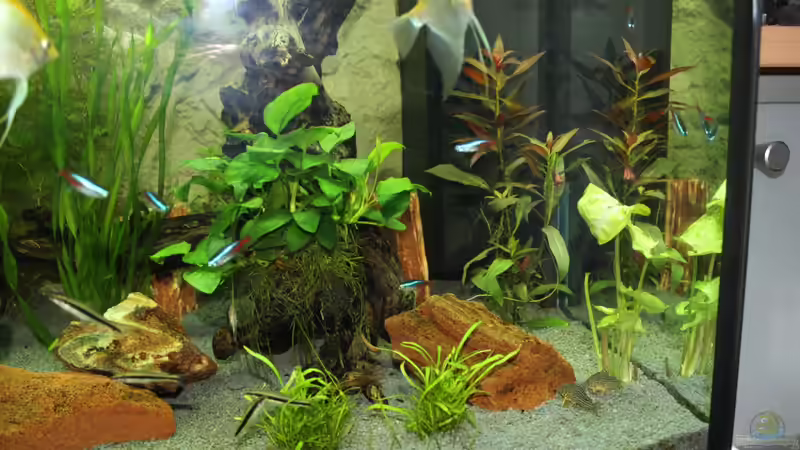 Pflanzen im Aquarium Lido 200 von spektukal (13)