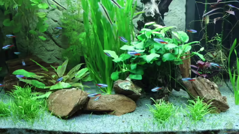 Pflanzen im Aquarium Lido 200 von spektukal (7)