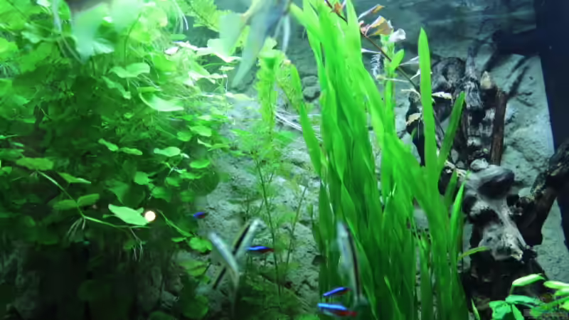 Pflanzen im Aquarium Lido 200 von spektukal (8)