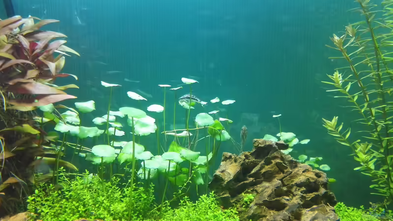 Pflanzen im Aquarium Life in Green von Tobias93 (2)