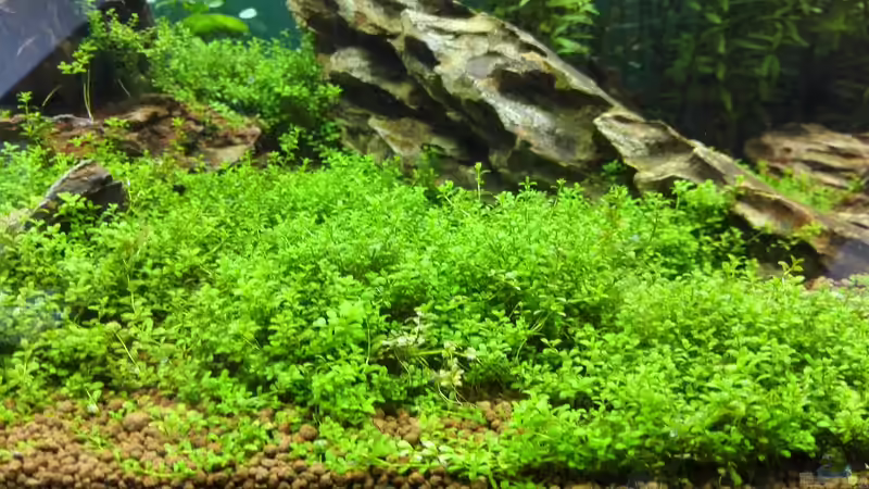 Pflanzen im Aquarium Life in Green von Tobias93 (3)