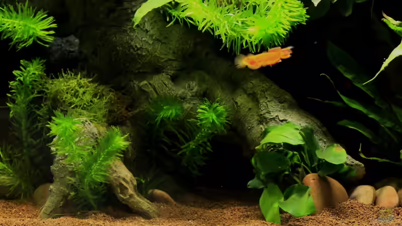 Pflanzen im Aquarium little dark african von die Perle... (11)