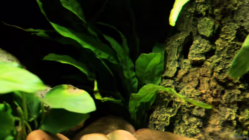 Pflanzen im Aquarium little dark african von die Perle... (13)
