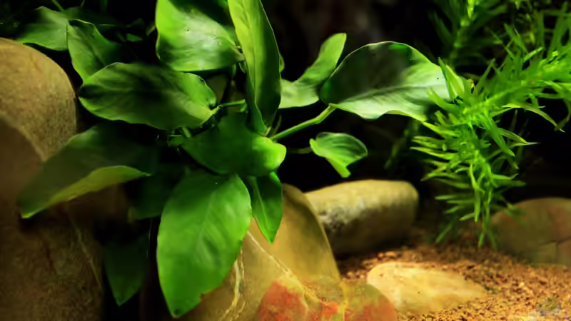 Pflanzen im Aquarium little dark african von die Perle... (15)