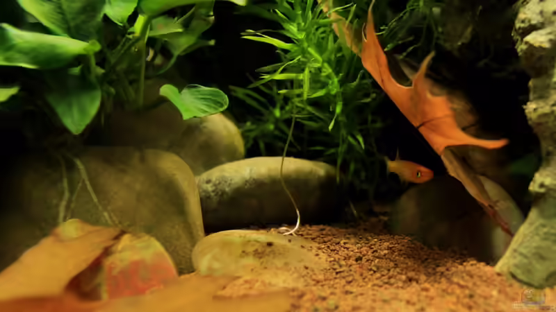 Pflanzen im Aquarium little dark african von die Perle... (21)