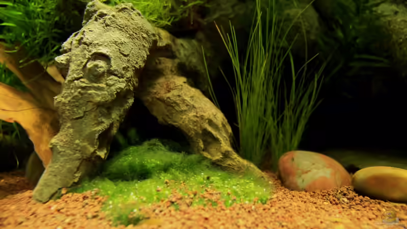 Pflanzen im Aquarium little dark african von die Perle... (22)