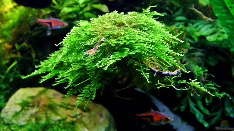 Pflanzen im Aquarium Little Dschungel von snooze (51)