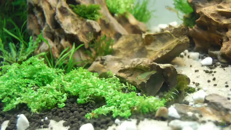 Pflanzen im Aquarium Little Paradise von Michael Seraph (8)