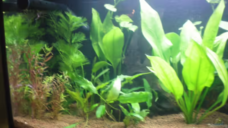 Pflanzen im Aquarium Little Südamerika von Thomas Ahrens (6)