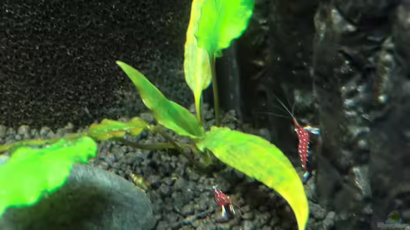 Pflanzen im Aquarium Little Sulawesi von Ghost (3)