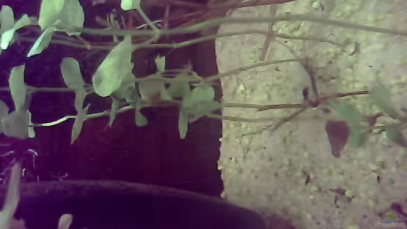 Pflanzen im Aquarium Little world von Sebastian Zeitler (3)