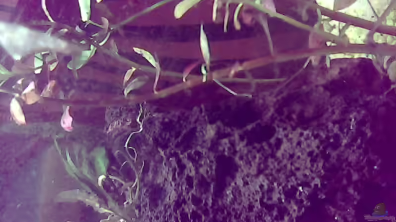 Pflanzen im Aquarium Little world von Sebastian Zeitler (4)