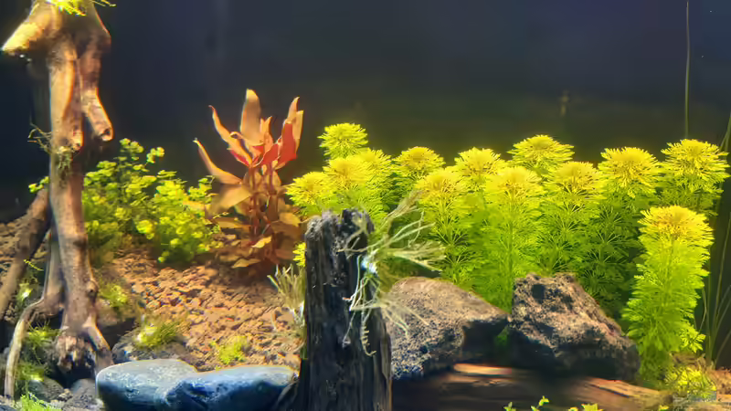 Pflanzen im Aquarium LittleSalmlerforest von Lopar1986 (10)