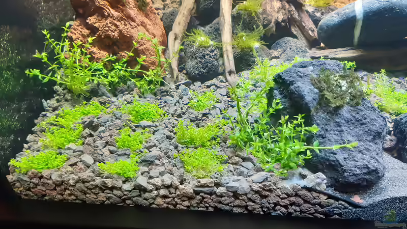 Pflanzen im Aquarium LittleSalmlerforest von Lopar1986 (11)