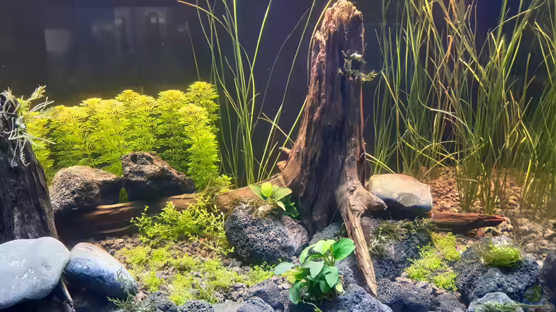 Pflanzen im Aquarium LittleSalmlerforest von Lopar1986 (12)