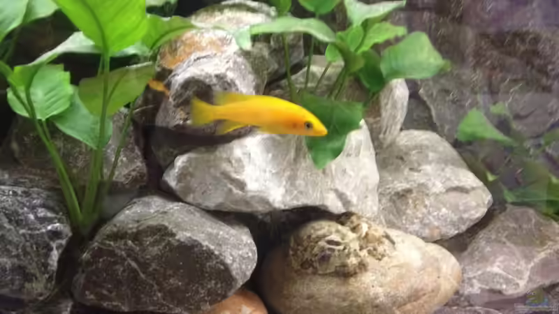 Pflanzen im Aquarium Longior Rocks von Mueller76 (2)